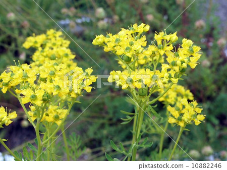 Roux花 Roux花 10882246