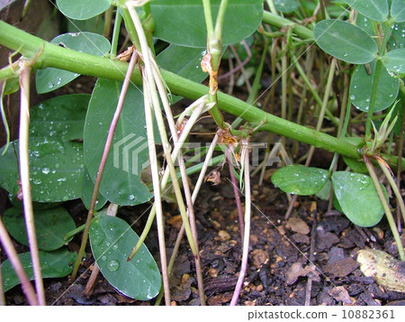 花生的豆渣圖案 10882361