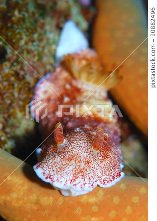 Chilean sea bream 10882496