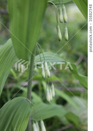 所羅門的封印 10882548