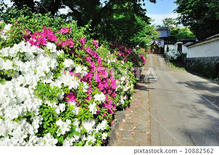 Azalea of Kenninji 10882562