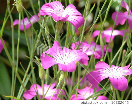 Agurosutenma 10882645