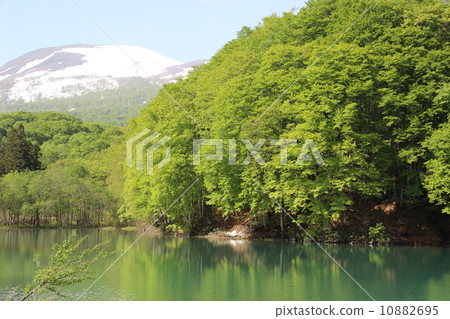 Shizu溫泉剩下的五個五角大麻的土地 10882695