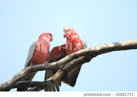 粉紅鳳頭鸚鵡 10882715