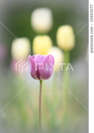 Soft tulip 10883077