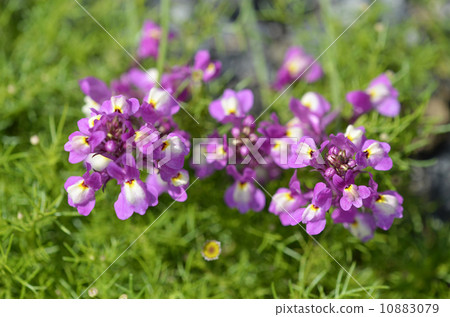 Hime-goldfish (Princess Goldfish Grass) Hime-goldfish (Princess Goldfish Grass) 10883079