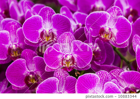 Elegant orchid Elegant orchid 10883344