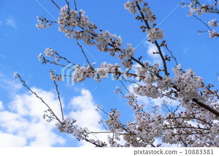 Aozora和Sakura 10883381