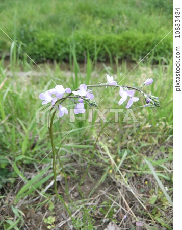 Matsuba Yan Lan Matsu Bouncer Run 10883484