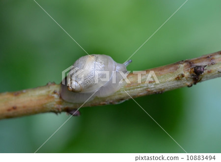 Oka mono aragai Oka mono aragai 10883494