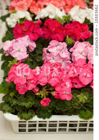 Geranium flower seedlings 10883662