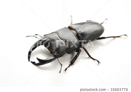 白被盯梢的okuwagata白色背景背景 白被盯梢的okuwagata白色背景背景 10883778