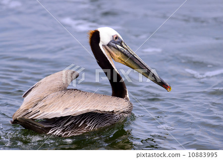 pelican, pelicans, head 10883995