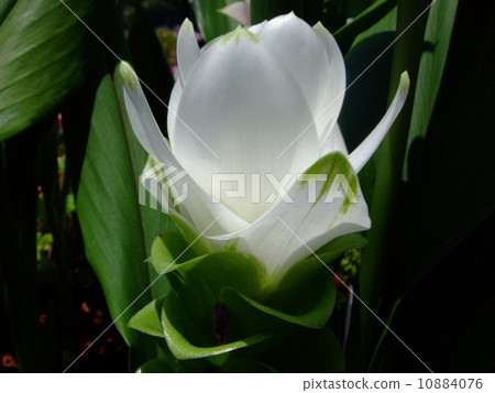Curcuma 10884076