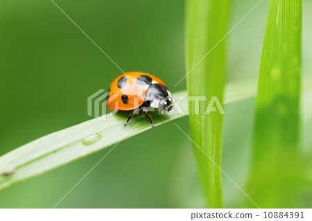 Parasitism in the grassland Parasitism in the grassland 10884391