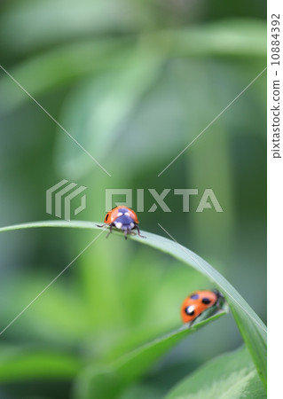 Parasitism in the grassland Parasitism in the grassland 10884392