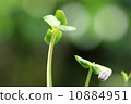 Sunflower germination 10884951
