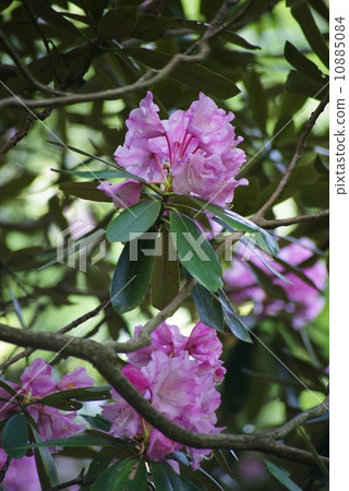 Amagi Rhododendron Amagi Rhododendron 10885084