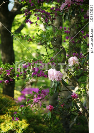 與Amagi Rhododendron合作 10885085