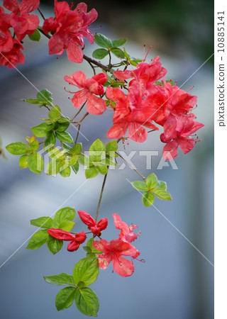 Yamato azalea Yamato azalea 10885141