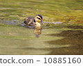 Baby chicks 10885160
