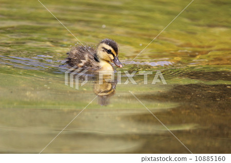 Baby chicks Baby chicks 10885160