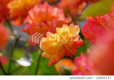 安妮的玫瑰 安妮的玫瑰 10885237