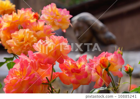Roses and bronze statues of Anne 10885241