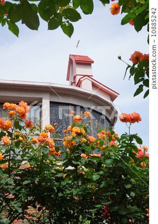 Rose church of Anne 10885242