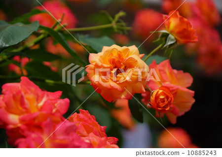 安妮的玫瑰 安妮的玫瑰 10885243