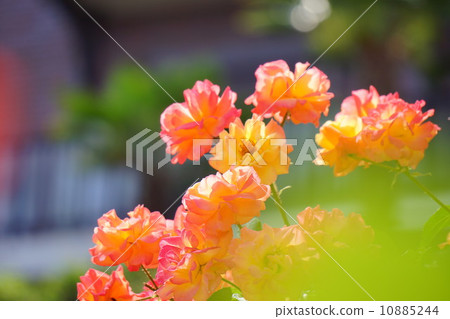 安妮的玫瑰 10885244