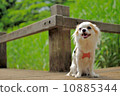 坐在公園的奇瓦瓦狗 10885344