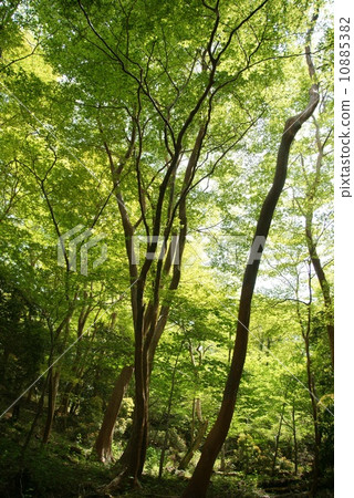 Himeishara forest 10885382