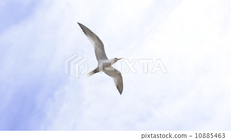 Tern in flight 10885463