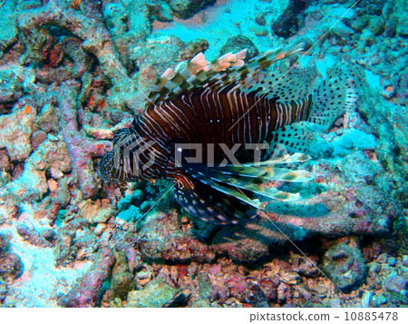 Hanturkey魚 10885478