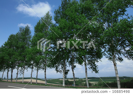 在北部地球的白樺樹 10885498