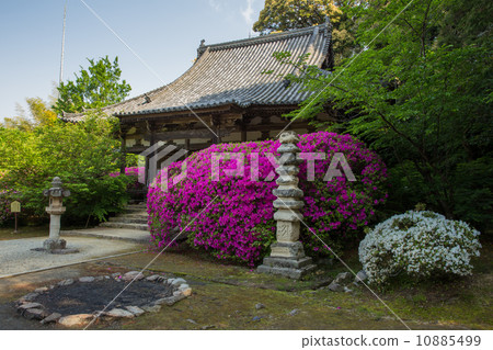 奈良長田寺和杜鵑花（直角） 10885499