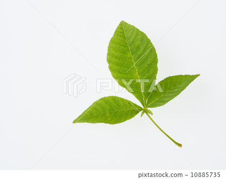 Young leaves of horse chestnut 10885735