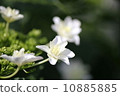 White hydrangea 10885885
