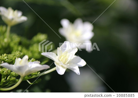 白色繡球花 白色繡球花 10885885