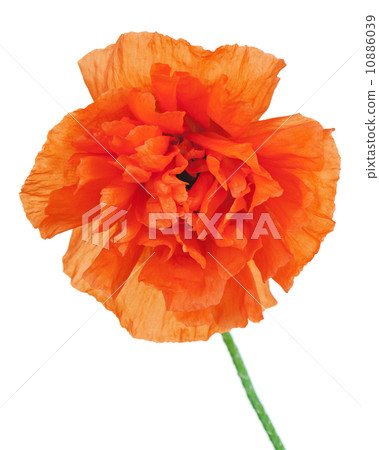 Single poppy flower isolated on white background. 10886039