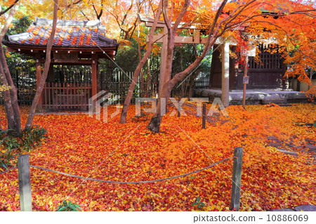 Autumn leaves of lotus temple 10886069