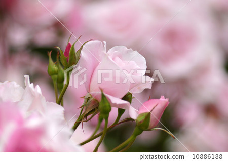 Rose · Sakuragishi 10886188