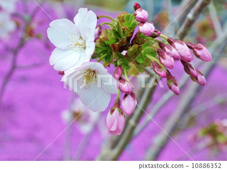 櫻花的背景材料·櫻花和花蕾背面的櫻花櫻花·水平位置 10886352