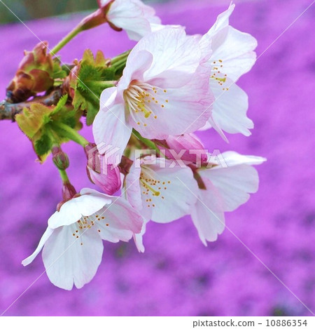 Sakura's background material - Sakura cherry blossoms on cherry blossoms - square Sakura's background material - Sakura cherry blossoms on cherry blossoms - square 10886354