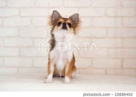 A Little Angry Chihuahua Stock Photo A Little Angry Chihuahua Stock Photo