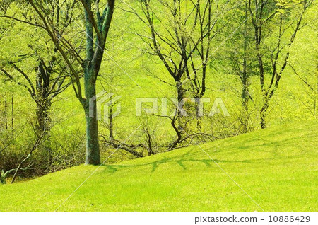 春天風景·一側Mugello樹森林·水平位置 10886429