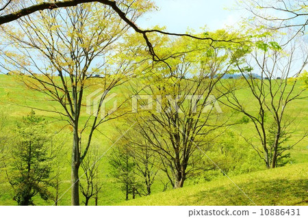 Spring landscape · Spring sky and yellow-green mixed forest · Horizontal position 10886431