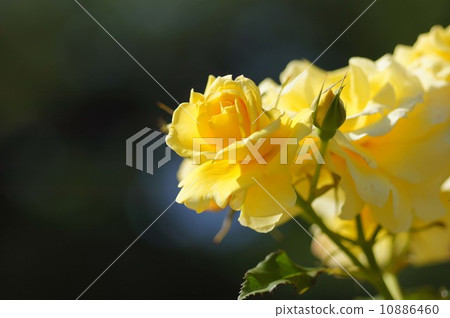 rose rose 10886460