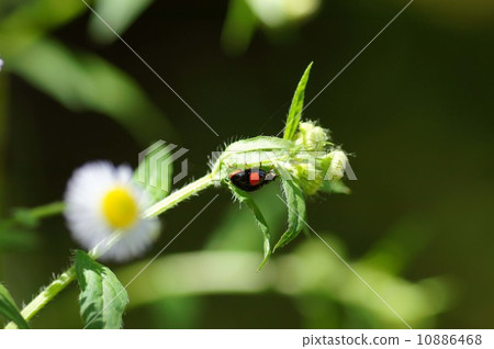 Himeyeon and ladybird 10886468